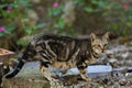 The hungry cat Royalty Free Stock Photo