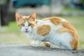 Hungry cat with intense eyes Royalty Free Stock Photo