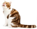 Hungry cat isolated on white. Tabby kitten tongue licking lips Royalty Free Stock Photo