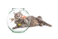 Hungry Cat Laying Behind Pet Fish Bowl Royalty Free Stock Photo