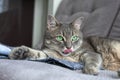 A hungry cat lies on a sofa on a soft bedspread, licks its red tongue with ears, sticking out a wet nose Royalty Free Stock Photo