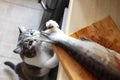 A hungry cat looks at the tail of a fish on the kitchen table. A pet steals food from the table Royalty Free Stock Photo