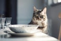 Hungry cat sitting at table with empty plates. Generative AI