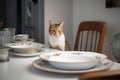 Hungry cat sitting at table with empty plates. Generative AI