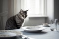 Hungry cat sitting at table with empty plates.