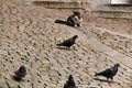 Hungry cat stalking pigeons on the street Royalty Free Stock Photo