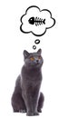 Hungry cat thinking of fish Royalty Free Stock Photo