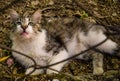 hungry cat waiting for food behind the wires