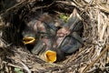 Hungry Catbirds Royalty Free Stock Photo