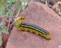 White-lined Sphinx Moth caterpillar feeding Royalty Free Stock Photo