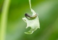 Hungry Caterpillar hanging on a green leaf