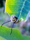 Hungry Caterpillar Royalty Free Stock Photo