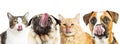 Hungry Cats and Dogs Web Banner Royalty Free Stock Photo