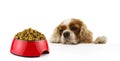 Hungry cavalier dog with food red bowl ready to eat. Isolated on white background Royalty Free Stock Photo