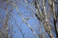 Hungry Cedar Waxwing