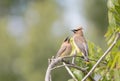 Hungry Cedar Waxwing Bombycilla Cedrorum fledgling gets food from parent