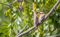 Hungry Cedar Waxwing Bombycilla Cedrorum fledgling gets food from parent Royalty Free Stock Photo