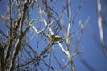 Hungry Cedar Waxwing