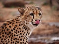 Hungry Cheetah