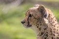 Hungry cheetah cat face in close-up profile with dripping saliva Royalty Free Stock Photo
