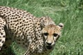 Hungry Cheetah With His Mouth Open Looking Agitated