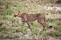 Hungry Cheetah roaming in the savanna in Namibia, Southern Africa