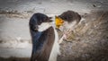 Hungry chick being fed