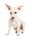 Hungry Chihuahua Crossbreed Puppy Licking Lips Royalty Free Stock Photo