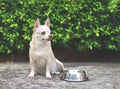 Hungry chihuahua dog sitting on cement floor in the garden with empty dog food bowl, Royalty Free Stock Photo