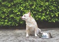 Hungry chihuahua dog sitting on cement floor in the garden with empty dog food bowl, looking up to his owner asking for food Royalty Free Stock Photo