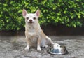 Hungry chihuahua dog sitting on cement floor in the garden with empty dog food bowl Royalty Free Stock Photo