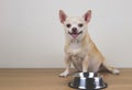 Hungry chihuahua dog sitting on wooden floor with empty dog food bowl, looking at camera, smiling and asking for food Royalty Free Stock Photo