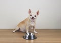 Hungry chihuahua dog sitting on wooden floor with empty dog food bowl, looking to his owner asking for food Royalty Free Stock Photo