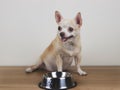 Hungry chihuahua dog sitting on wooden floor with empty dog food bowl Royalty Free Stock Photo
