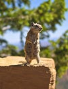 Hungry Chipmunk Royalty Free Stock Photo