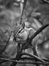 Hungry Chipmunk Royalty Free Stock Photo
