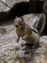 Hungry Chipmunk begging for food Royalty Free Stock Photo