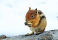 Hungry Chipmunk