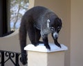 Hungry Coati Royalty Free Stock Photo