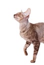 Hungry cornish rex walking into half lenth