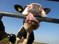 Curious young cow trying to eat fence