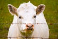 Hungry cow in the evening Royalty Free Stock Photo