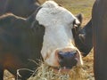 Hungry cow , South Texas Cattle