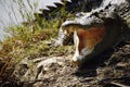 Crocodile from Sundorbans
