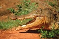 Hungry crocodile