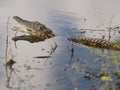Hungry Crocodile in the Chobe River Royalty Free Stock Photo