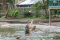 Hungry crocodile jumping for food during feeding show at the crocodile mini zoo and farm Royalty Free Stock Photo