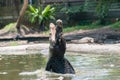 Hungry crocodile jumping in the pond at the mini zoo crocodile farm in Miri. Royalty Free Stock Photo