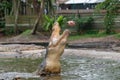 Hungry crocodile jumping to catch chicken during feeding show at the crocodile mini zoo and farm Royalty Free Stock Photo