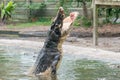 Hungry crocodile jumping to catch meat during feeding time at the mini zoo crocodile farm Royalty Free Stock Photo